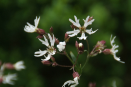 Silene flos-cuculi 'Alba'Echte koekoeksbloem bestellen